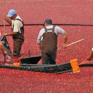 cranberry workers