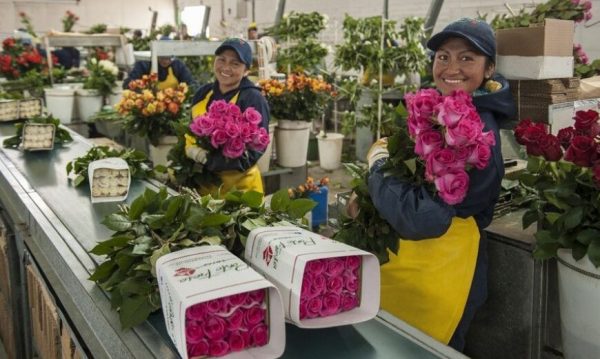 Workers at a Fairtrade certified flower farm in Ecuador